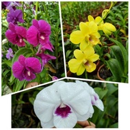 (0_0) Paket 3 anggrek dendrobium dewasa / anggrek dendrobium dewasa