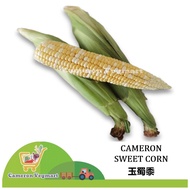 Cameron Sweet Corn / Jagung Manis / 玉米 / 玉蜀黍 <Fresh from Cameron Highland> Sayur Segar 金马伦新鲜蔬菜