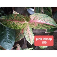 ☒Pink Laksap Aglaonema Live Plants