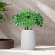 龜背芋水泥盆栽 大盆栽 直條湛白圓盆 落地盆栽禮 北歐極簡 植栽