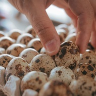 telur puyuh / telur burung puyuh