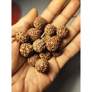 Promo biji rudraksha jenitri 1 kilogram mukhi campur 6789 Berkualitas