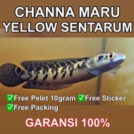 - channa maru ys (yellow sentarum) free pelet 10gram '