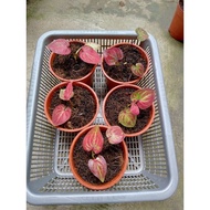 Thailand hybrid caladium