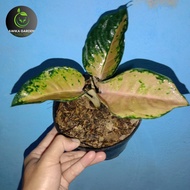 Tanaman Hias Jenis Aglaonema Sultan Brunei