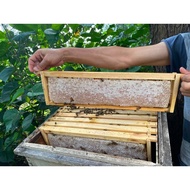 Combhoney with wooden frame 1100g-1600g