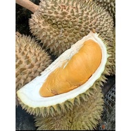 ANAK POKOK DURIAN DAMAK KING / TOK MERAH HYBRID