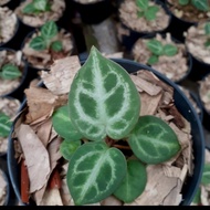 athurium kuping gajah dorayaki silver