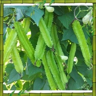 High germination rate 5pc Seed Winged Bean Biji Benih Kacang Botol