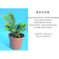 心栽花坊-黃金石化檜(3吋)售價60特價50