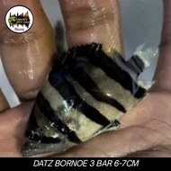 IKAN DATZ BORNEO 3 BAR | TANKMATE