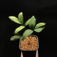 SG2593-蕨葉鐵實生株/極度稀有🔥多肉植物小盆栽禮物🔥