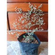 AFRICAN TALISAY LIVE PLANT OUTDOOR