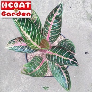 Aglaonema Red Sumatra - koleksi aglonema