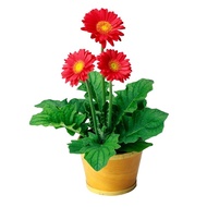 Gerbera chrysanthemum seeds – Bag of 10 seeds – Code 1349 - 4