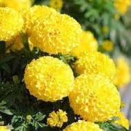 50 F1 65-70 cm tall golden marigold seeds USA