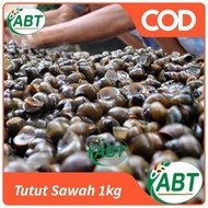 Tutut sawah 1kg