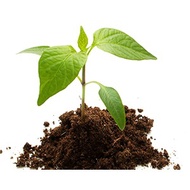 Holland Peat Moss 3kg Seedling Plant Media