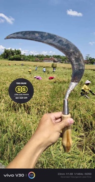 arit sabit graji baja tajan sabit padi sabit tajam tanpa asah khusu padi tajam tanpa