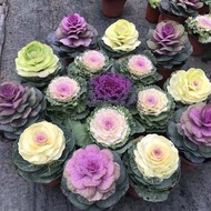 100% Original 150pcs/Bag Mixed Ornamental Kale Seed Flower Seeds for Planting Pigeon Purple Flower K