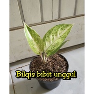 bunga aglonema big roy putih/white big roy super/bigroy bawsto 2439aw