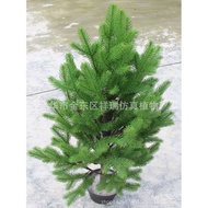 Asia Wholesale Xing'an Min Jiangmi Fallen Leaf Pine Qinling 0.95 Fir Simulation Fir Fir Tartar Spruc