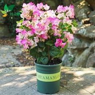 Bougainvillea Indoor Potted Garden Climbing Flower Everblooming Plants Double Seedling Bougainvillea