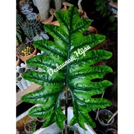 🔥Free Postage🔥 Alocasia Jacklyn - Umbi/Pokok