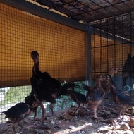 DOC Ayam Kampung Umur 2 Bulanan -Hidup- Anakan FREE ONGKIR