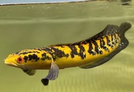 Ikan Channa Maru Yellow Sentarum YS 5-6cm Mantap
