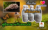 เชื้อเห็ดแครง พร้อมคู่มือเพาะเห็ดกับขอนไม้