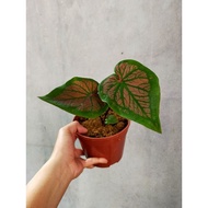 Keladi Tambuna Tembuna Tambunan Caladium Rare Indoors Outdoors Plants Bunga Flower Pokok