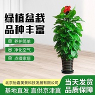 Supply Plants Real Green Plants Balcony Plants Living Room Bedroom Potted Plants Large Indoor Fortun