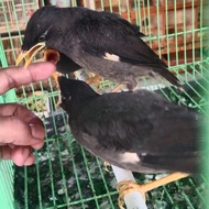 jalak kebo anakan mata putih