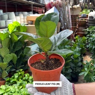 Fiddle-Leaf Fig (Ficus lyrata) - Indoor Plant