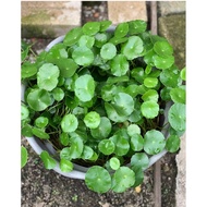 Cantella Asiarica 铜钱草 - Seri Bjaya