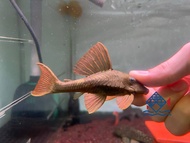 Pleco L137/Live Fish/Pleco/Blue Eye Red Fin Pleco/Freshwater 蓝眼紫罗兰异型/异型鱼/活鱼(Sin Quan Aquaculture Ent