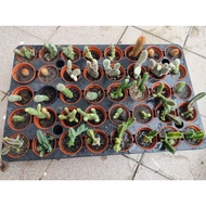 cactus live plant with brown pot (5cm pot)