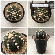 promo Kaktus Astrophytum Oibo