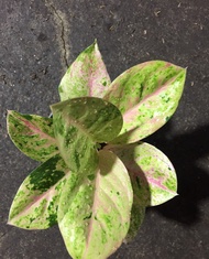 Tanaman Aglaonema emerald