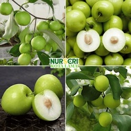 🔥HYBRID🔥 POKOK BIDARA EPAL / Bidara Kampung / Hijau / Merah / Duri / Indian Jujube / Chinese Apple D