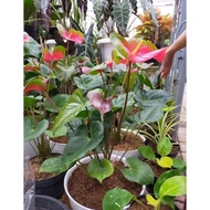 Tanaman hias anthurium bunga corong besar