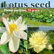 Bonsai Pot Dwarf Garden Plant Seed Flower Mix Lotus Water Lily Seed Bowl
