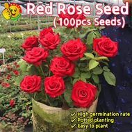 100% Original 100pcs Seeds Fragrant Red Rose Seeds for Planting Flowers Japanese Roses Plants Seeds 