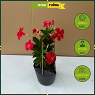 Cây Huỳnh Anh Đỏ - Cây Trang Đài Leo - Cây Cảnh Sân Vườn