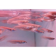 (TERMURAH)Ikan Arwana/Arwana Silver Red Brazil Serat Merah ukuran