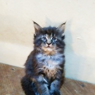 Kitten MaineCoon Jantan pure no mix. line ped CFA GARANSI KEASLIANNYA.