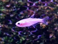 【成崧水族】黃金藍國王燈 國王燈魚 國王燈 燈科魚 燈魚 小型魚 熱帶魚