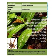 Pokok Herba Bonglai Tradisional Herb