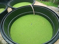 Induk Azolla mix duckweed buy 200g free 100g untuk makanan ternakan n hiasan